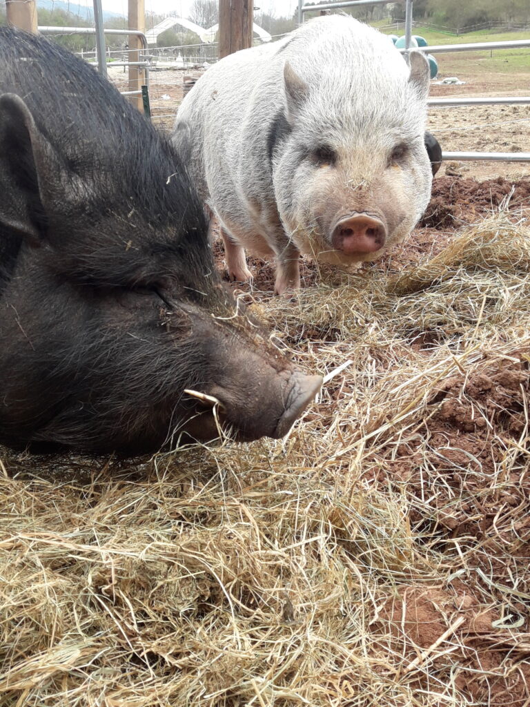 Schweine_1
