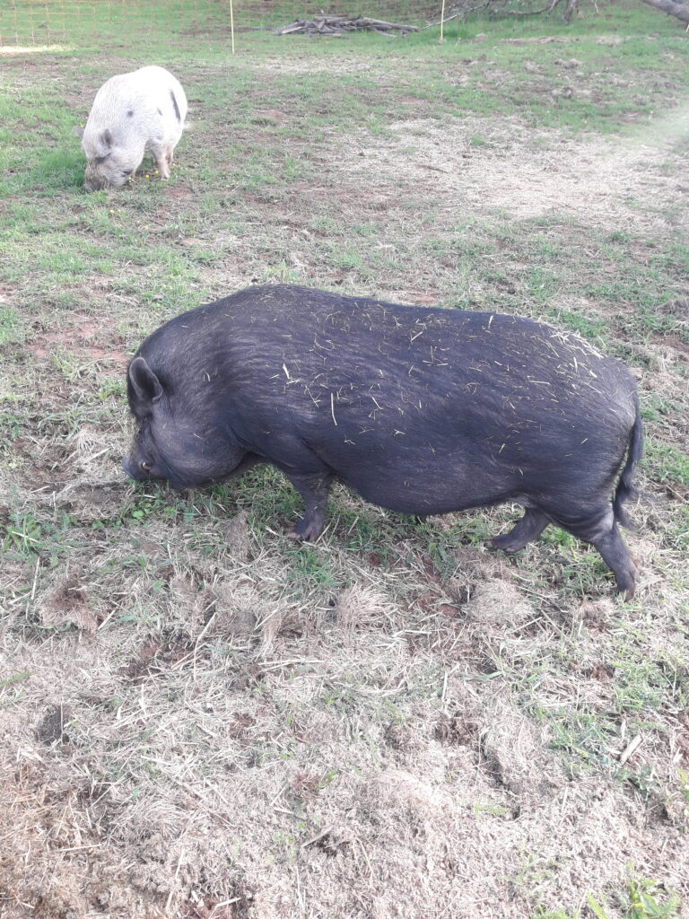 Schweine_2