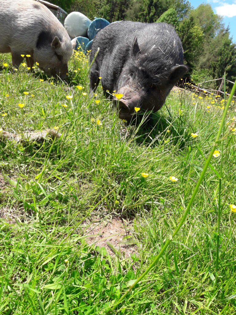 Schweine_3