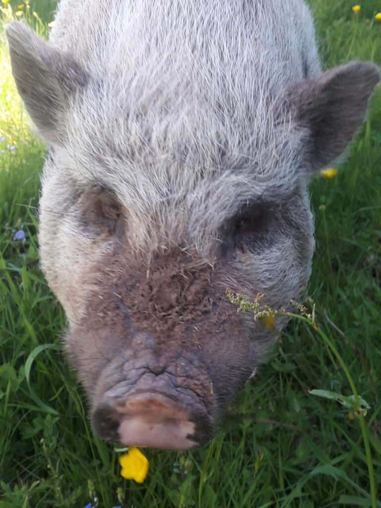 Schweine_4