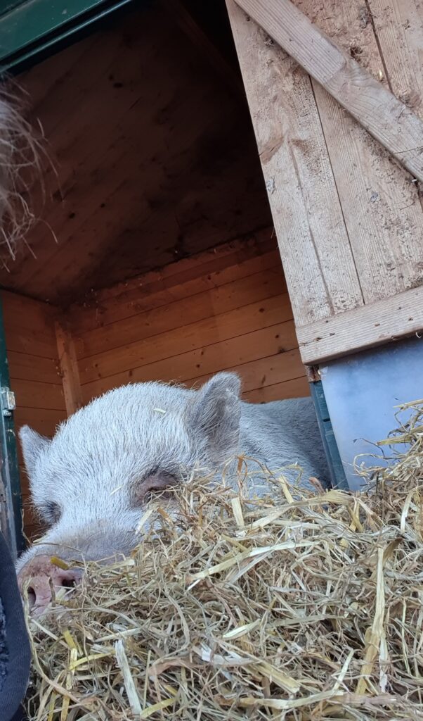 Schweine_6
