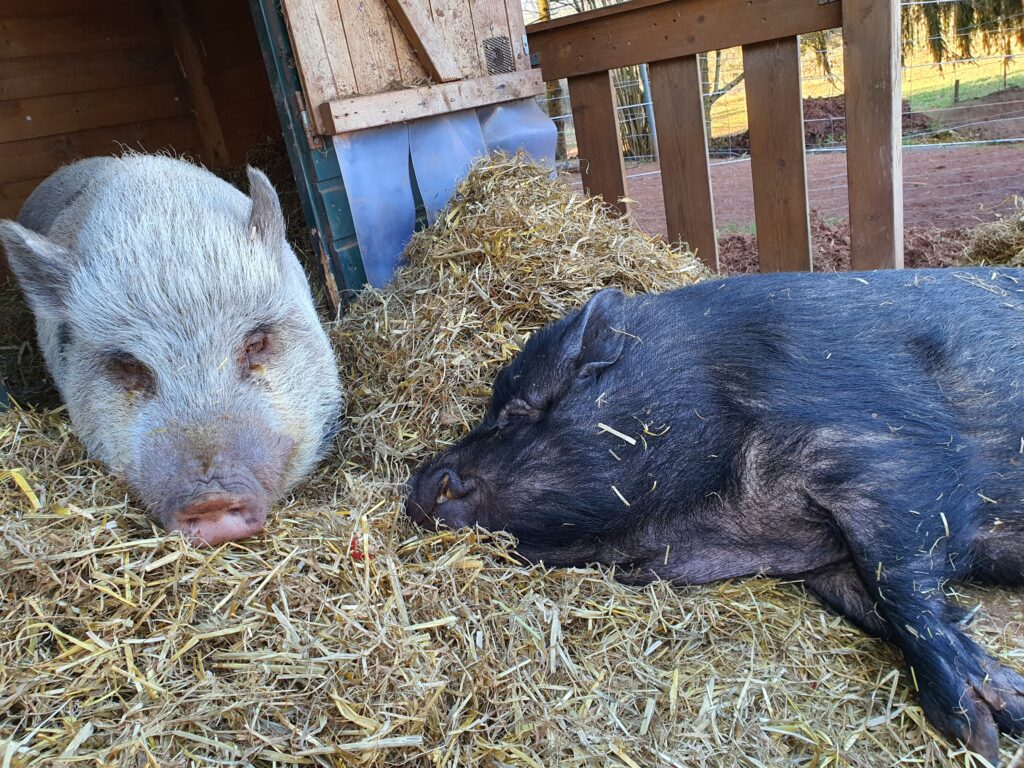 Schweine_7