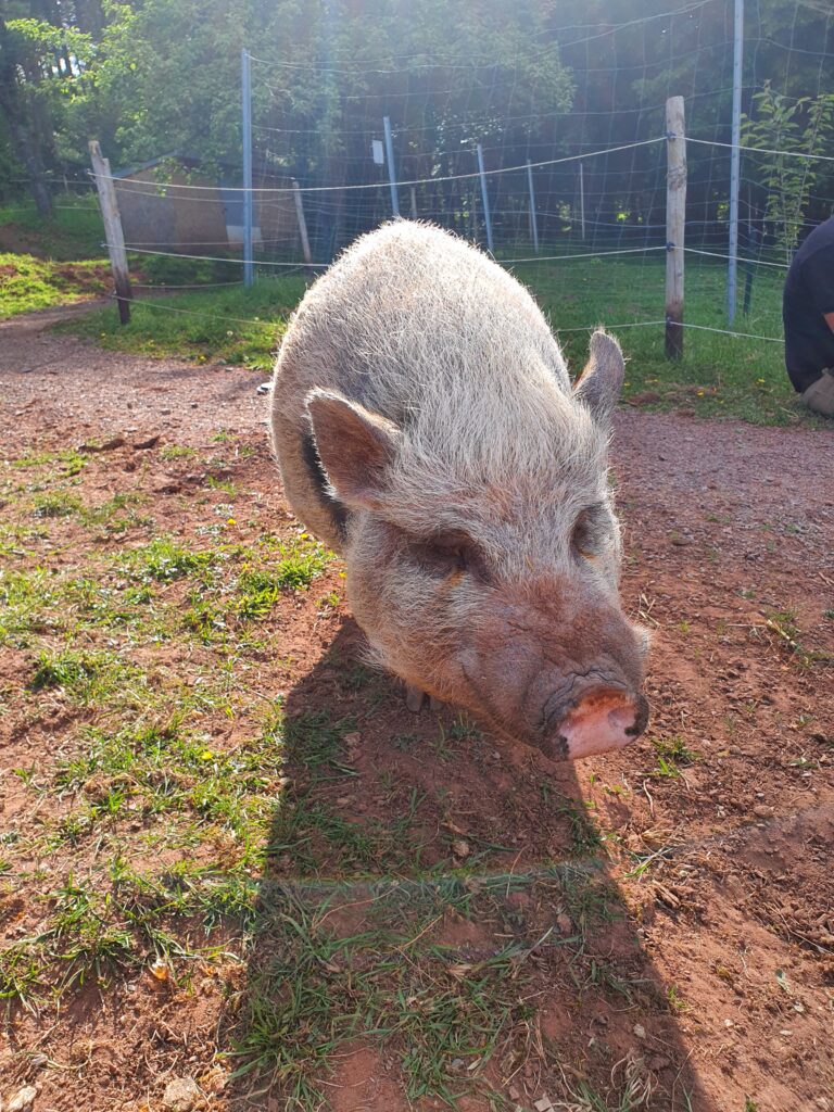 Schweine_8