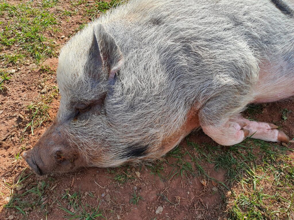 Schweine_9