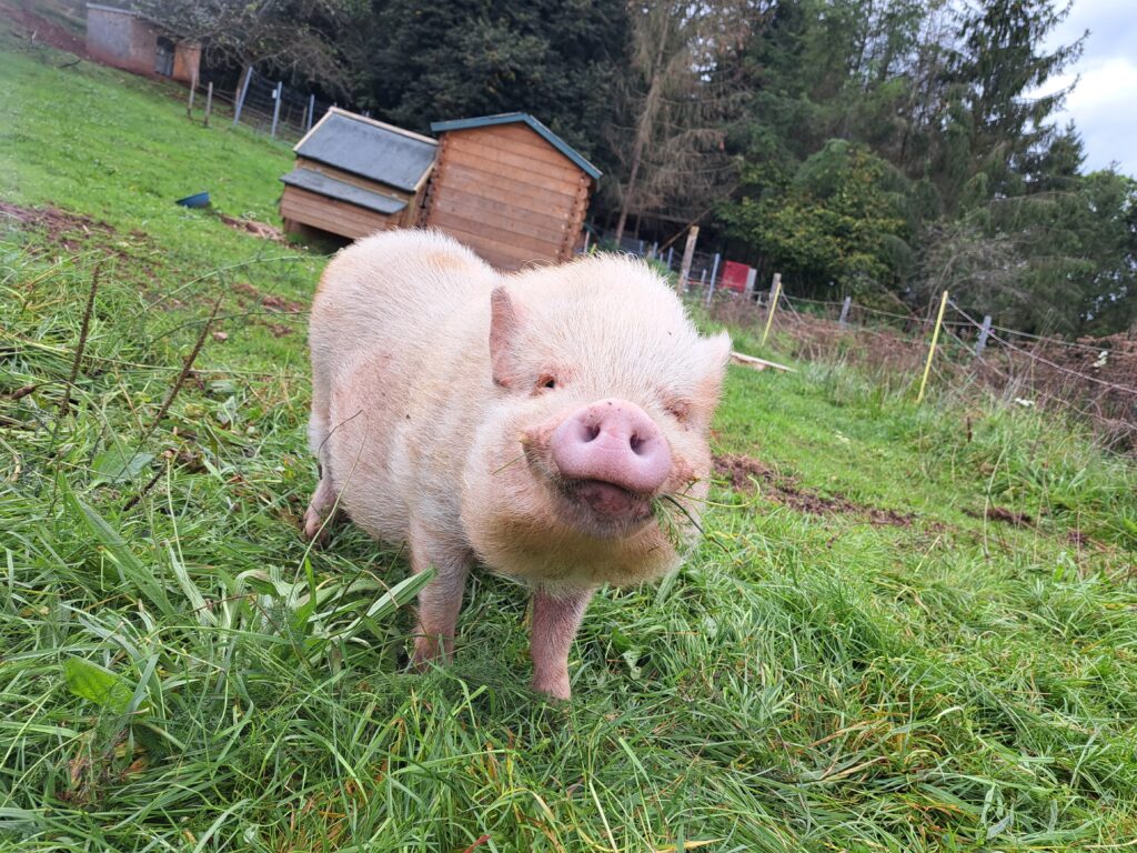 Schweine_10