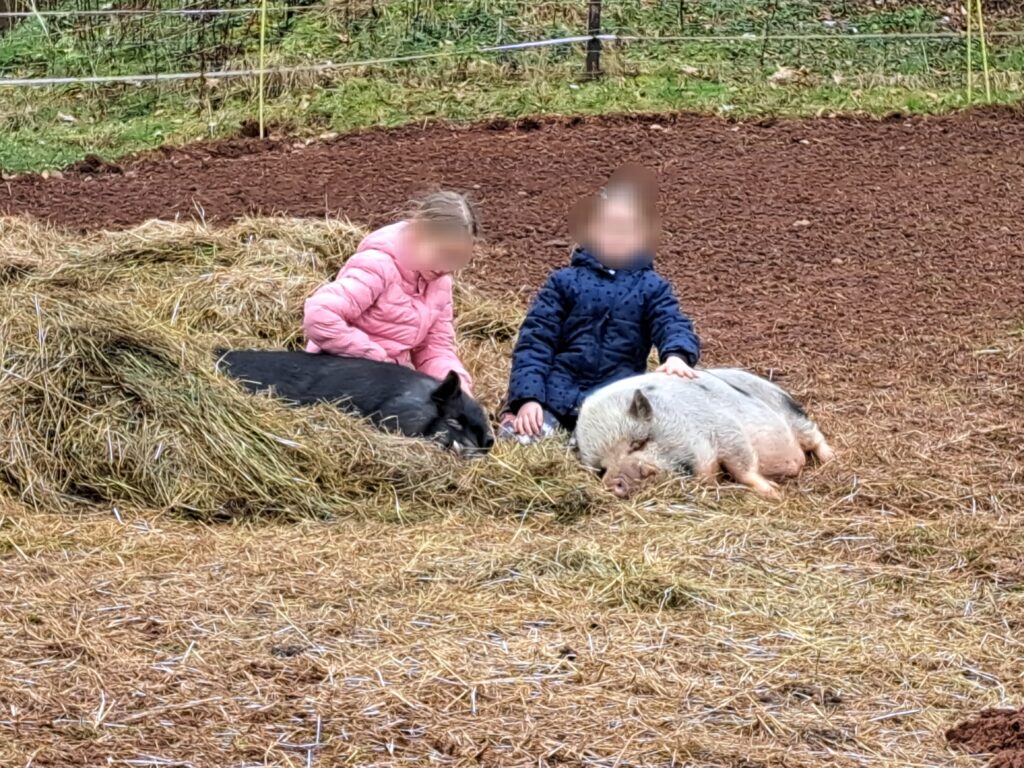 Schweine_12