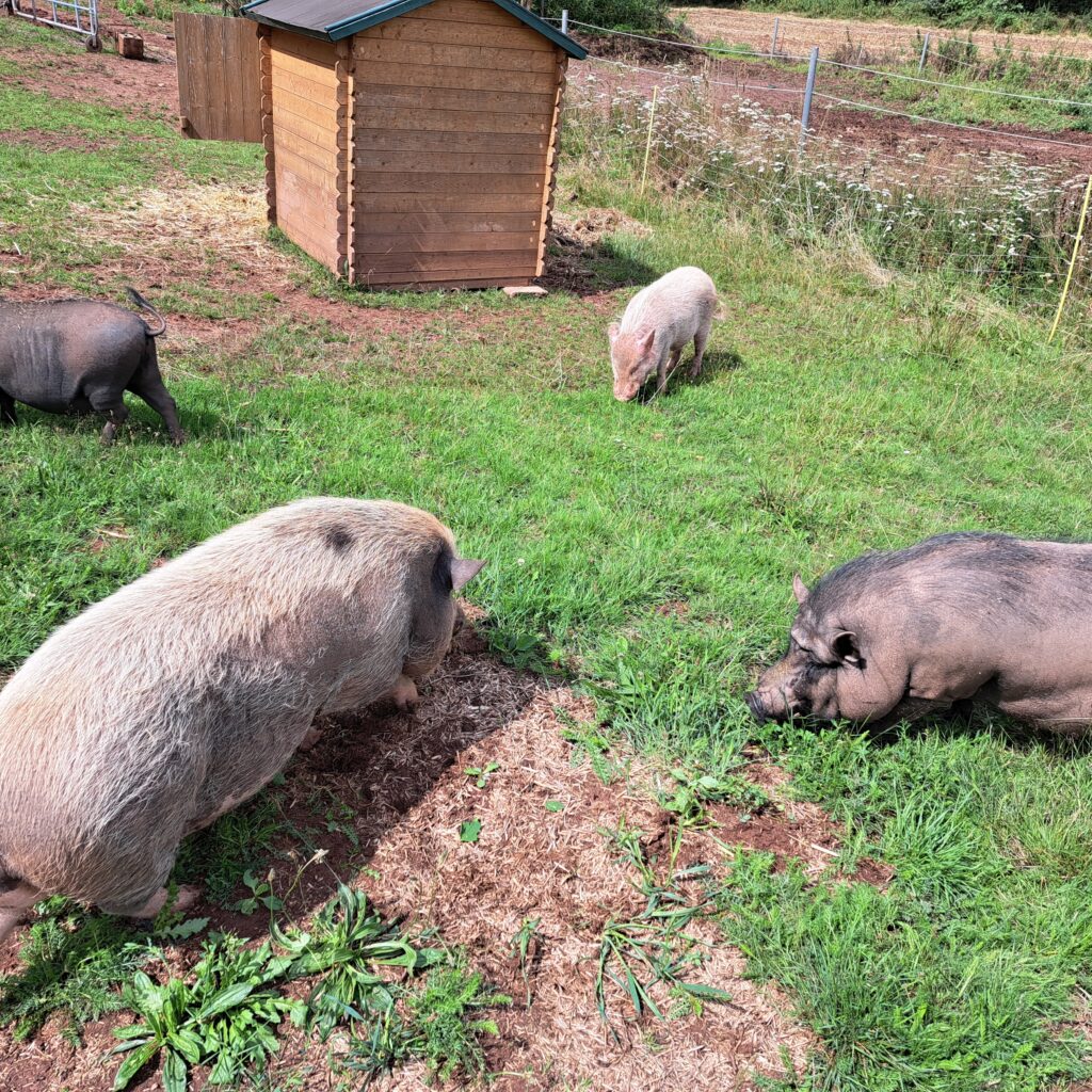 Schweine_14