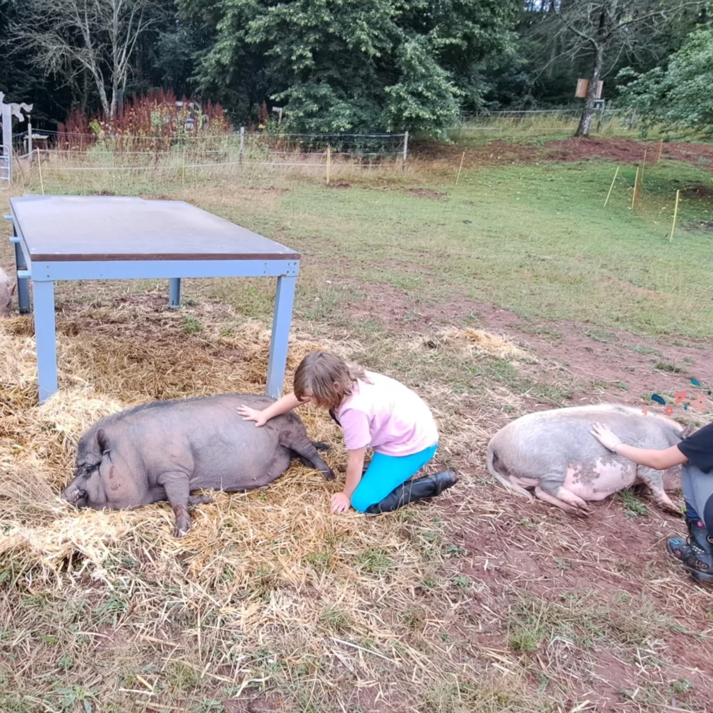 Schweine_15